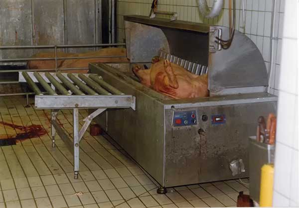 Mašina za šurenje prasadi, Mašina za šurenje svinja, Oprema za mesnu industriju, šurilica